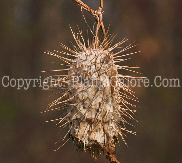 PGC-V-Echinocystis-lobata-aka-Wild-Cucumber-fruit-2