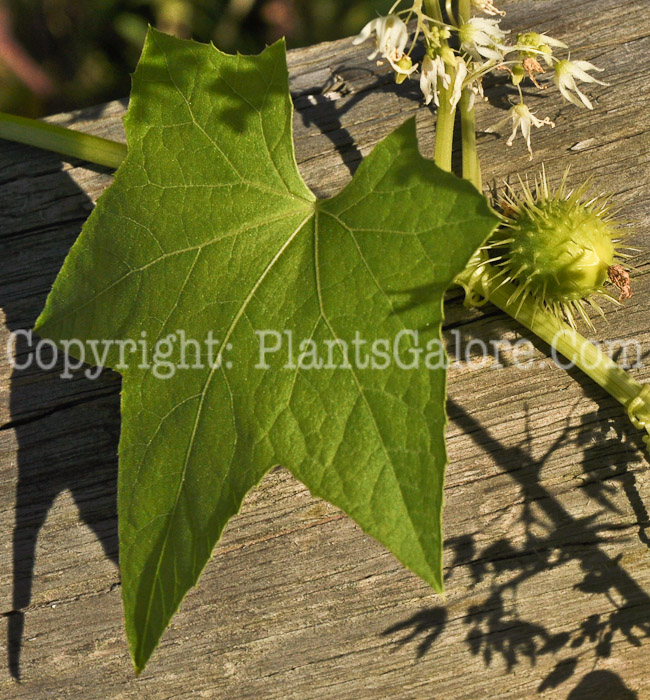 PGC-V-Echinocystis-lobata-aka-Wild-Cucumber-leaf-1