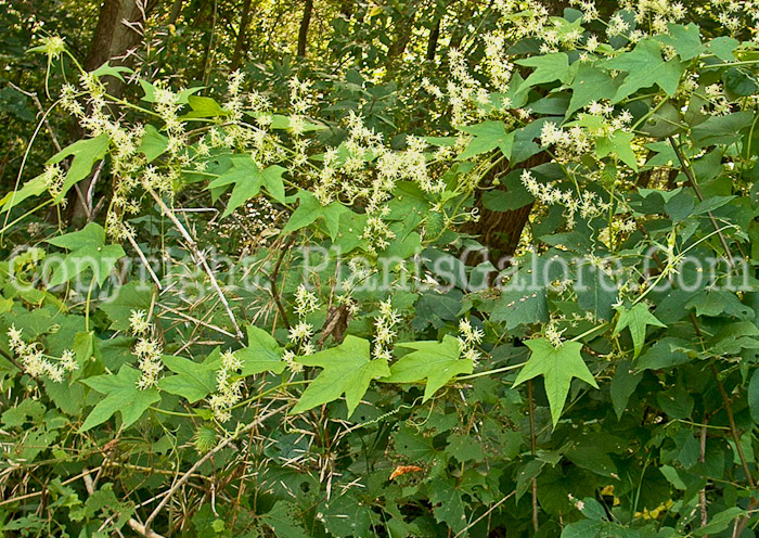 PGC-V-Echinocystis-lobata-aka-Wild-Cucumber-leaf-2