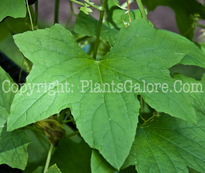 PGC-V-Echinocystis-lobata-aka-Wild-Cucumber-leaf-3