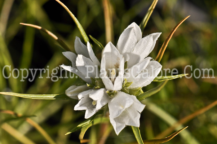 PGC-P-Edrianthus-graminifolius-aka-White-Grassy-Bells-3