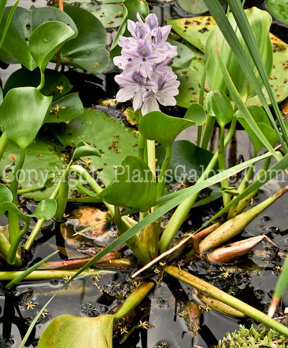 PGC-P-Eichornia-crassipes-aka-Water-Hyacinth-1