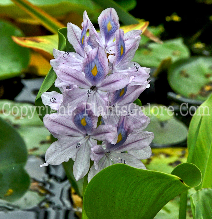 PGC-P-Eichornia-crassipes-aka-Water-Hyacinth-3