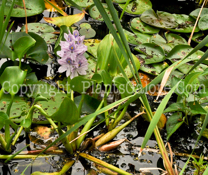 PGC-P-Eichornia-crassipes-aka-Water-Hyacinth-4