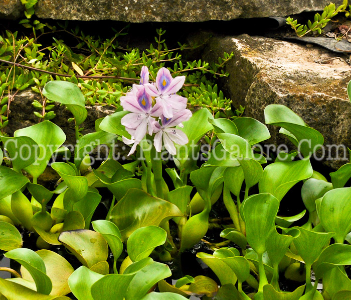 PGC-P-Eichornia-crassipes-aka-Water-Hyacinth-5