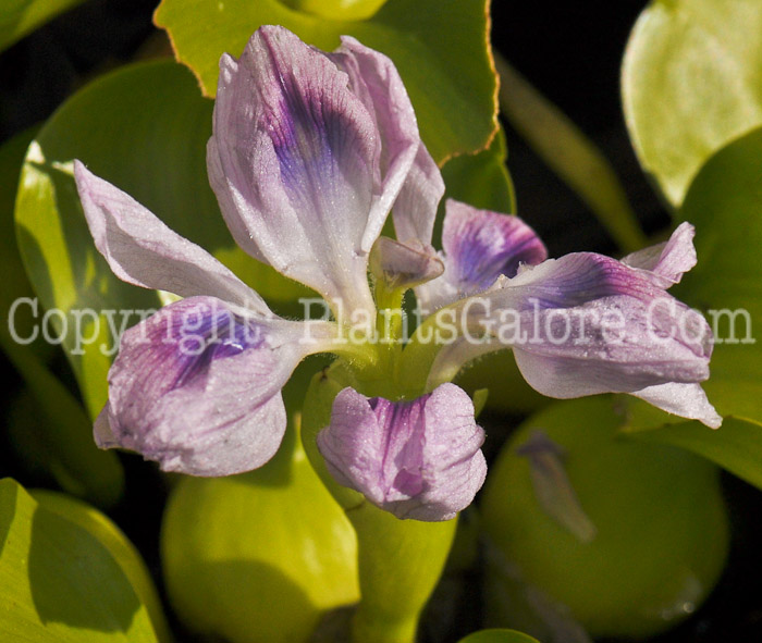 PGC-P-Eichornia-crassipes-aka-Water-Hyacinth-7