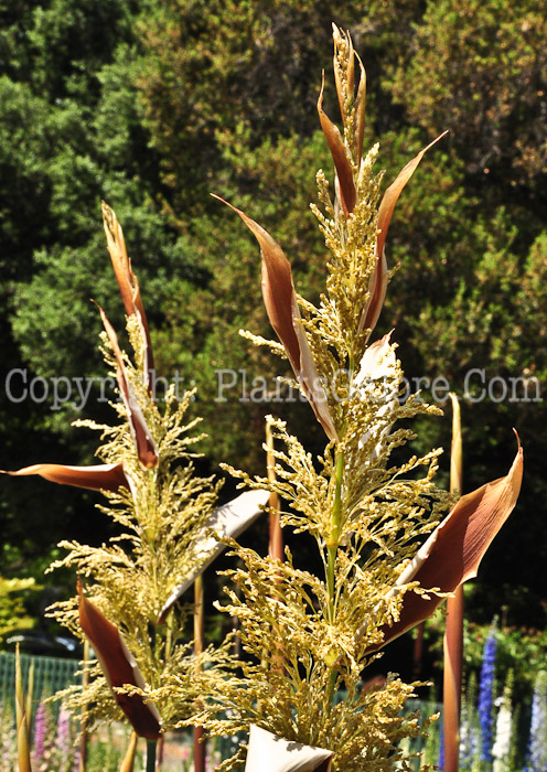 PGC-P-Elegia-capensis-0513-4