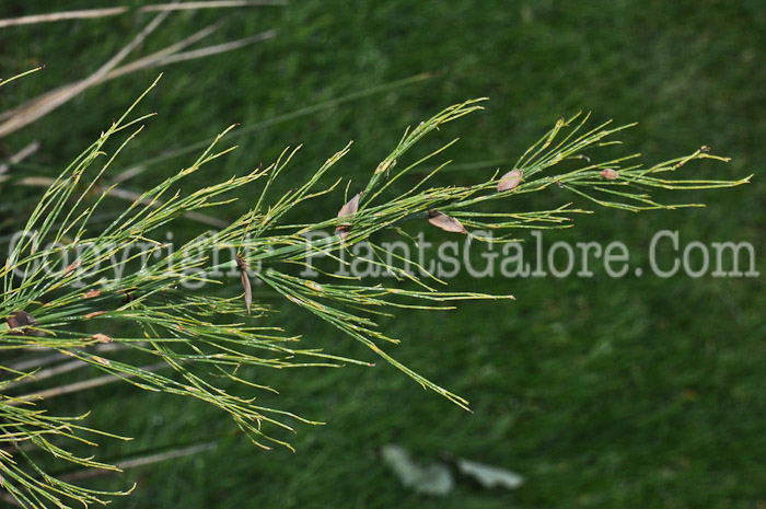 PGC-P-Elegia-capensis-aka-Cape-Horsetail-1