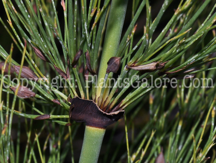 PGC-P-Elegia-capensis-aka-Cape-Horsetail-2