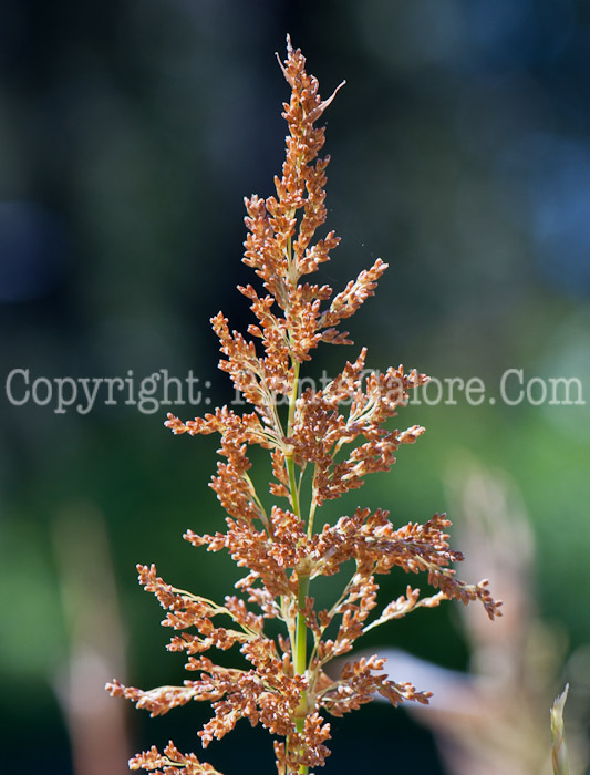 PGC-P-Elegia-capensis-aka-Fountain-Rush-0514d-2