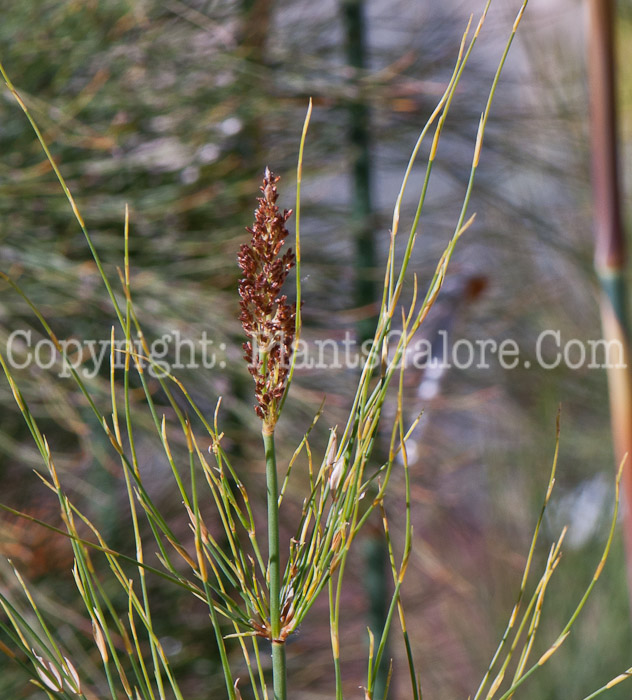 PGC-P-Elegia-capensis-aka-Fountain-Rush-0514d-5