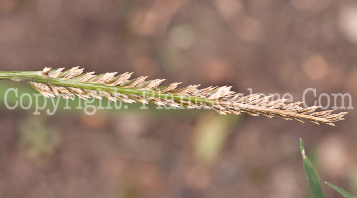 PGC-G-Eleusine-indica-aka-Goosegrass-1013k-2