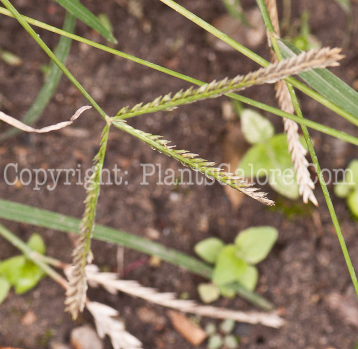 PGC-G-Eleusine-indica-aka-Goosegrass-1013k-3