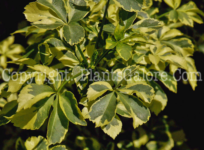 PGC-S-Eleutherococcus-sieboldianus-Variegatus-aka-Hardy-Aralia-01