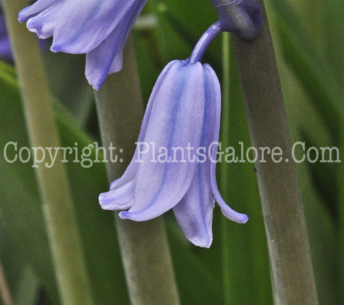 PGC-B-Endymion-hispanicus-aka-Bell-Flowered-Squill-2