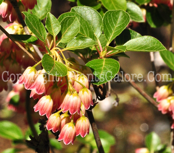 PGC-S-Enkianthus-campanulatus-0513-2