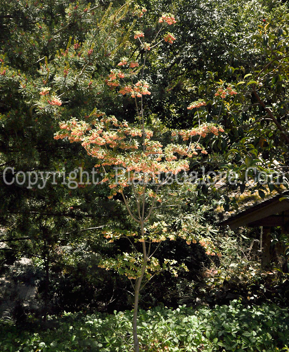 PGC-S-Enkianthus-campanulatus-aka-Red-Veined-Enkianthus-4