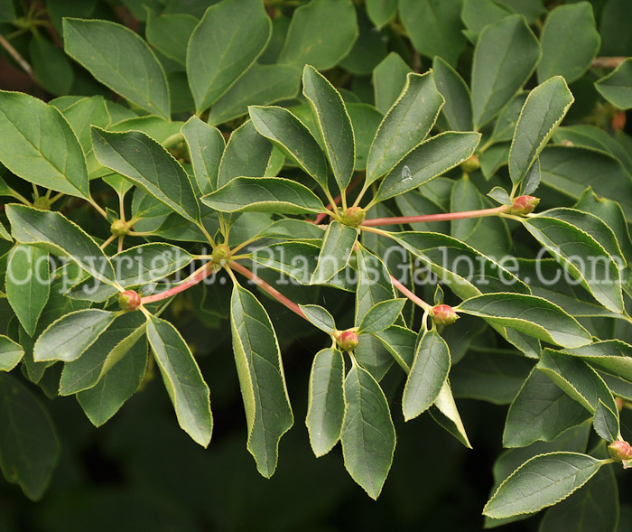 PGC-S-Enkianthus-campanulatus-aka-Red-Veined-Enkianthus-6