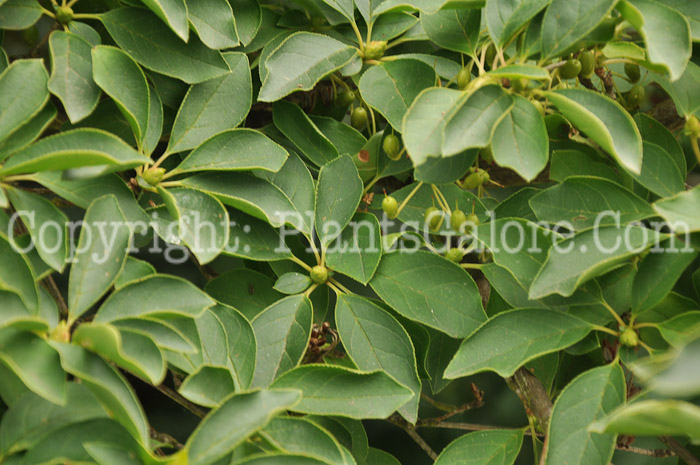 PGC-S-Enkianthus-campanulatus-aka-Red-Veined-Enkianthus-7