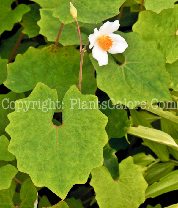 PGC-P-Eomecon-chionantha-aka-Snow-Poppy-2