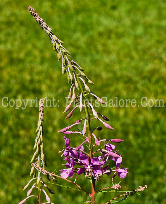 PGC-P-Epilobium-angustifolium-aka-Fireweed-bloom-3