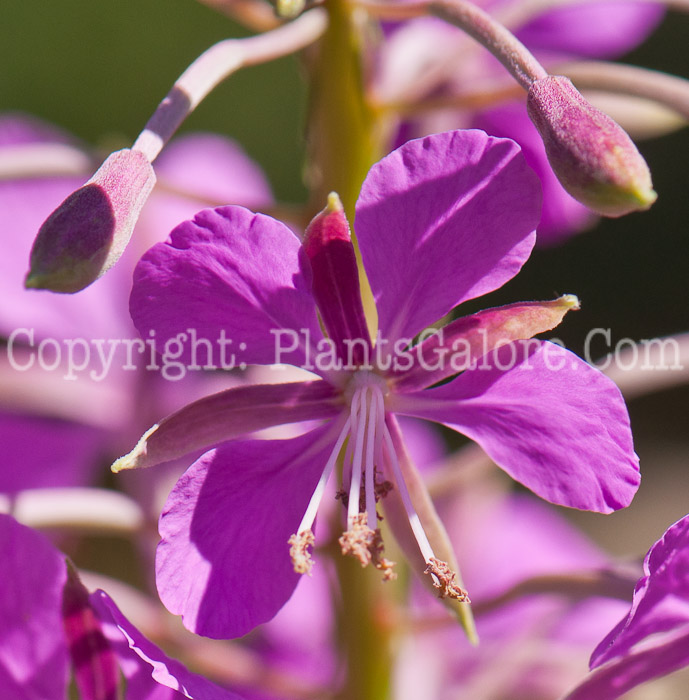 PGC-P-Epilobium-angustifolium-aka-Fireweed-flower-1