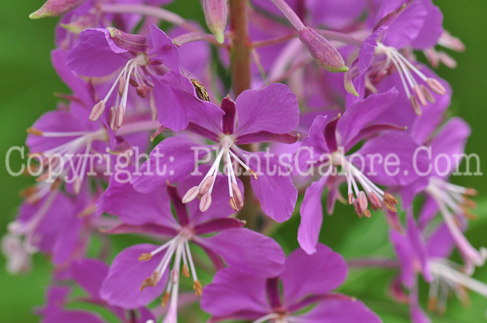 PGC-P-Epilobium-angustifolium-aka-Fireweed-flower-2