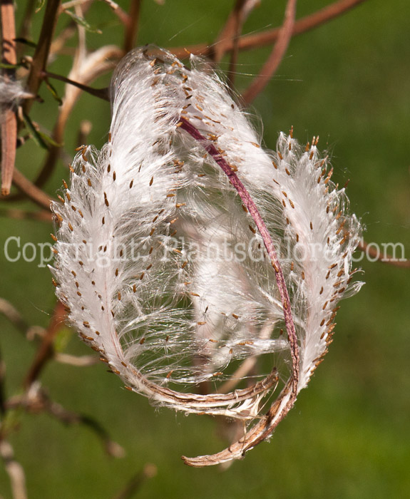 PGC-P-Epilobium-angustifolium-aka-Fireweed-seed-1