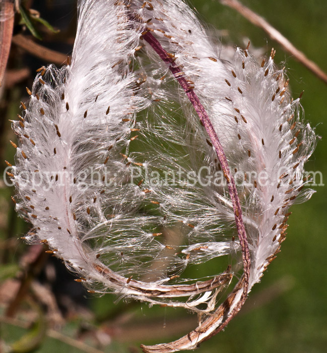 PGC-P-Epilobium-angustifolium-aka-Fireweed-seed-2