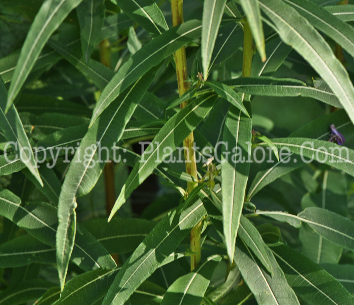 PGC-P-Epilobium-angustifolium-aka-Great-Willow-Herb-10