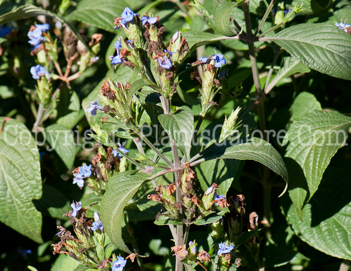 PGC-S-Eranthemum-pulchellum-aka-Blue-Sage-0214-1