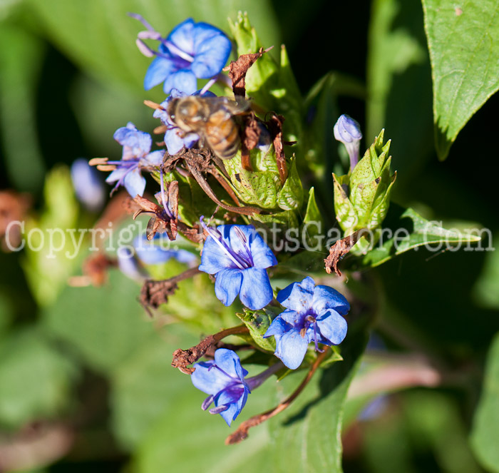 PGC-S-Eranthemum-pulchellum-aka-Blue-Sage-0214-2