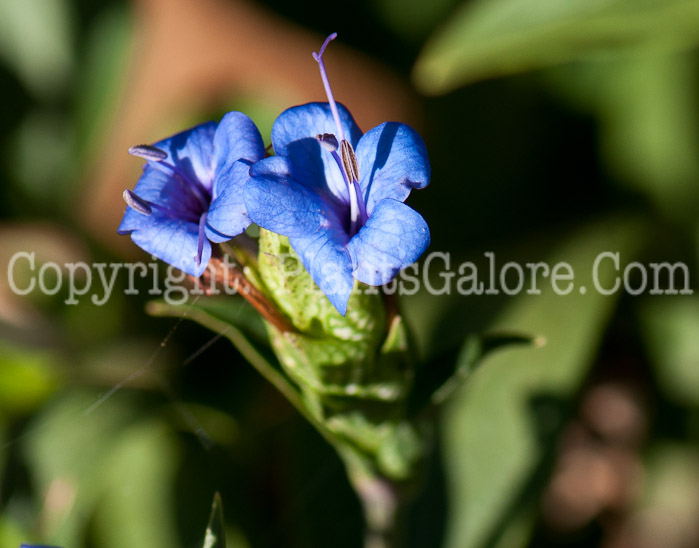 PGC-S-Eranthemum-pulchellum-aka-Blue-Sage-0214-3