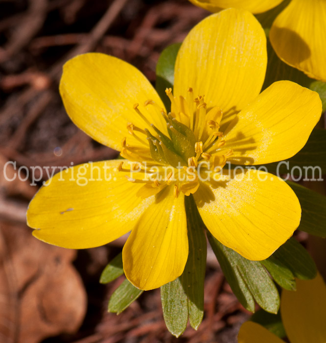 PGC-B-Eranthus-hyemalis-aka-Winter-Aconite-flower-1