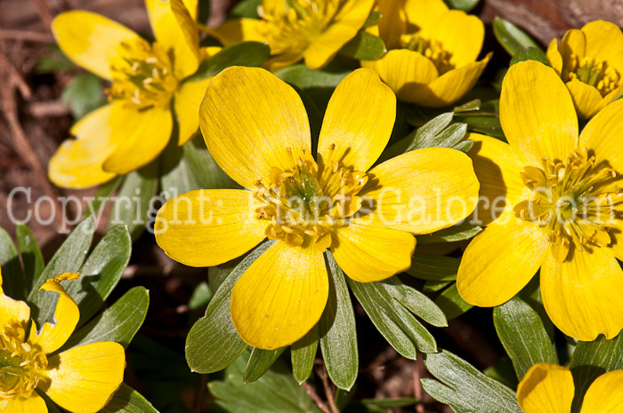 PGC-B-Eranthus-hyemalis-aka-Winter-Aconite-flower-3