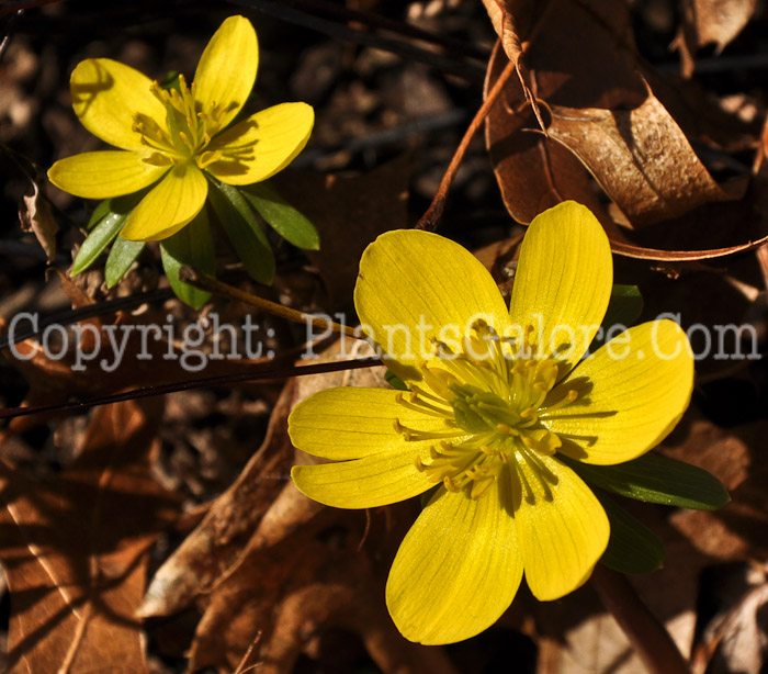 PGC-B-Eranthus-hyemalis-aka-Winter-Aconite-flower-4