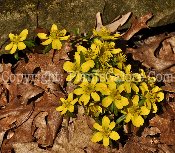 PGC-P-Eranthis-hyemalis-aka-Winter-Aconite-1-2