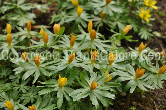 PGC-P-Eranthis-hyemalis-aka-Winter-Aconite-2-2