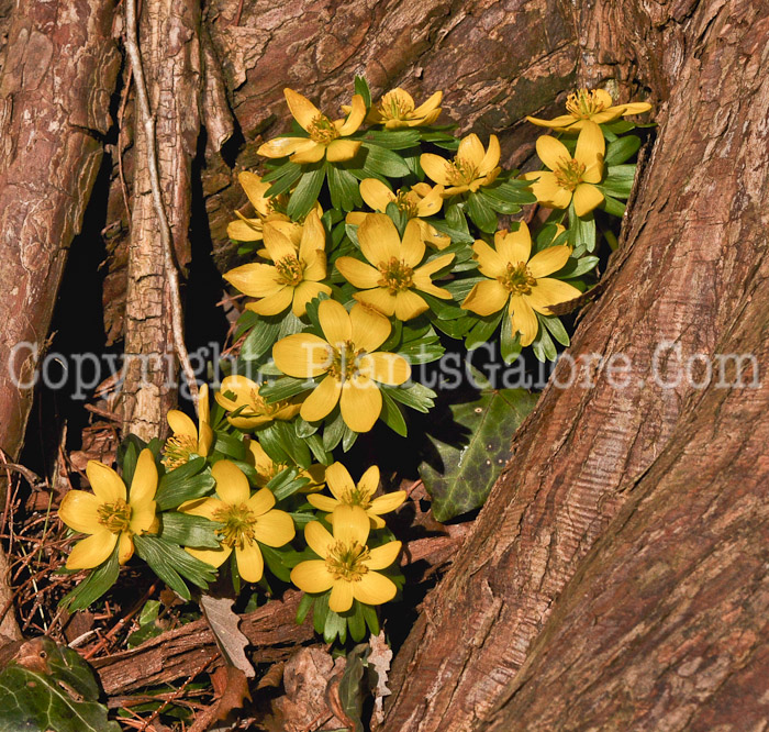 PGC-P-Eranthis-hyemalis-aka-Winter-Aconite-2-5