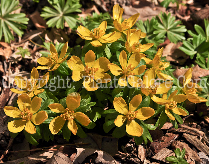 PGC-P-Eranthis-hyemalis-aka-Winter-Aconite-2-9