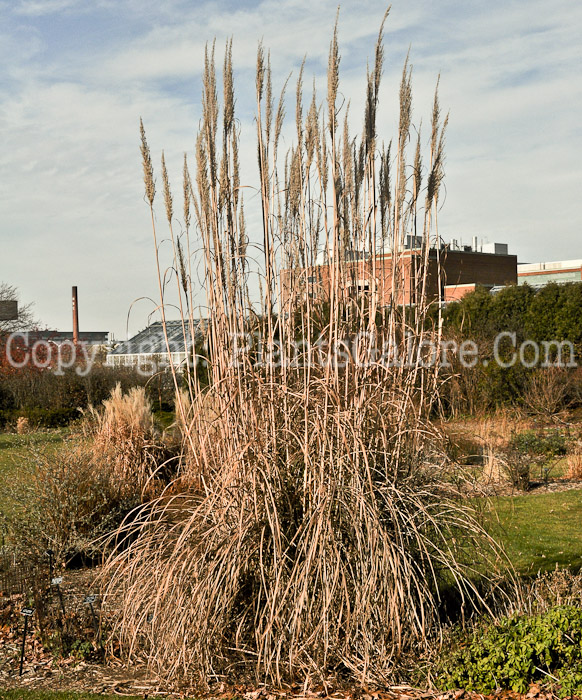 PGC-G-Erianthus-ravennae-aka-Ravenna-Grass-clump-1