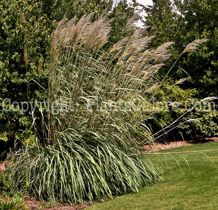 PGC-G-Erianthus-ravennae-aka-Ravenna-Grass-clump-3