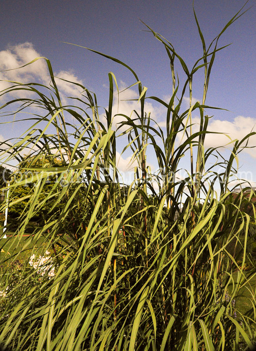 PGC-G-Erianthus-ravennae-aka-Ravenna-Grass-clump-6