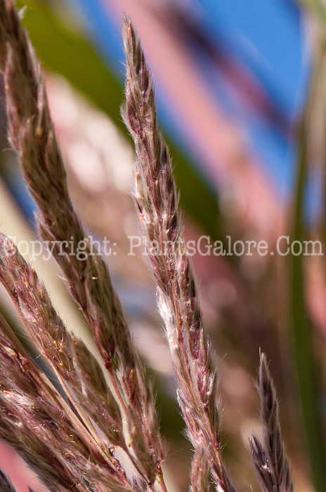PGC-G-Erianthus-ravennae-aka-Ravenna-Grass-seed-1