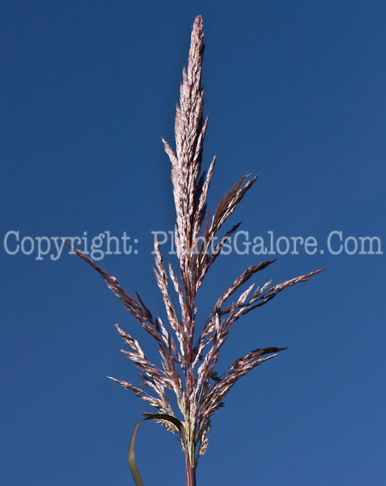 PGC-G-Erianthus-ravennae-aka-Ravenna-Grass-seed-2