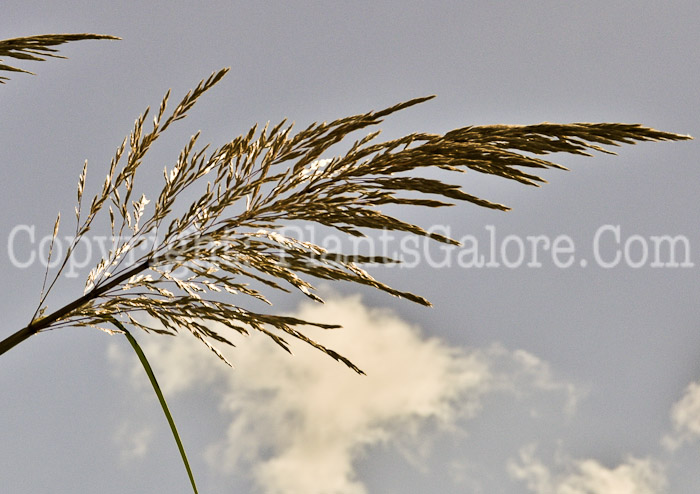 PGC-G-Erianthus-ravennae-aka-Ravenna-Grass-seed-4