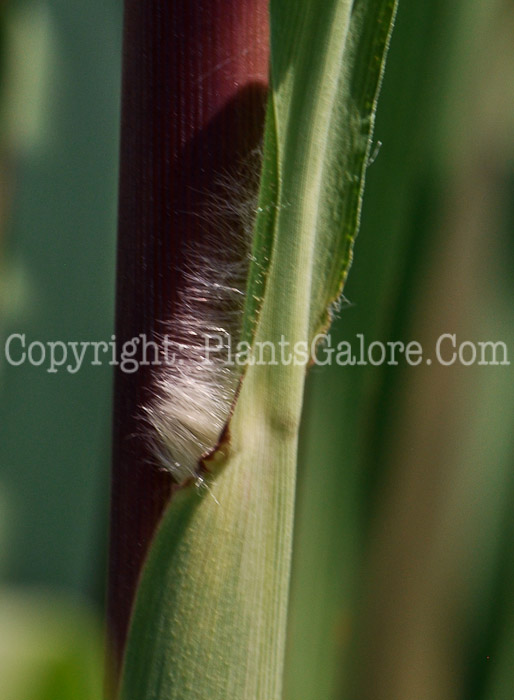 PGC-G-Erianthus-ravennae-aka-Ravenna-Grass-stem-1