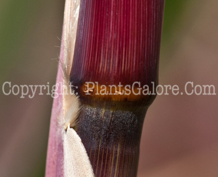 PGC-G-Erianthus-ravennae-aka-Ravenna-Grass-stem-11