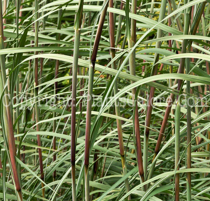PGC-G-Erianthus-ravennae-aka-Ravenna-Grass-stem-2