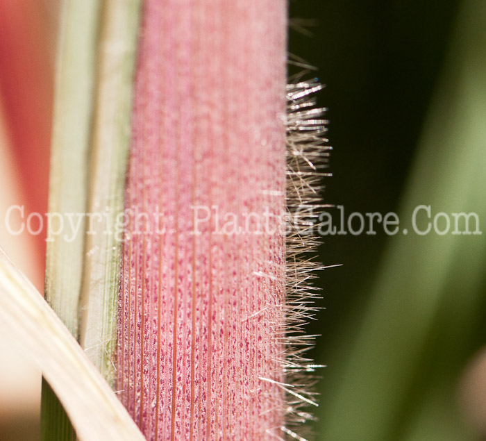 PGC-G-Erianthus-ravennae-aka-Ravenna-Grass-stem-6
